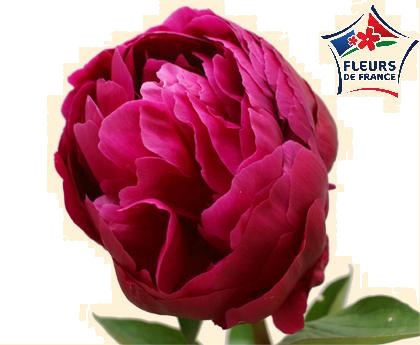 PIVOINE BOSTOK 60 Fl de France